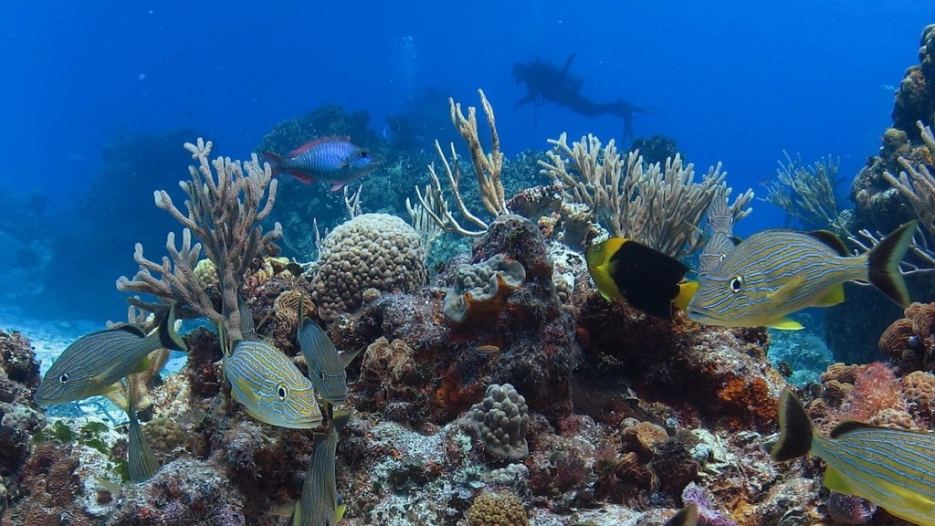 Mergulho nos recifes de coral