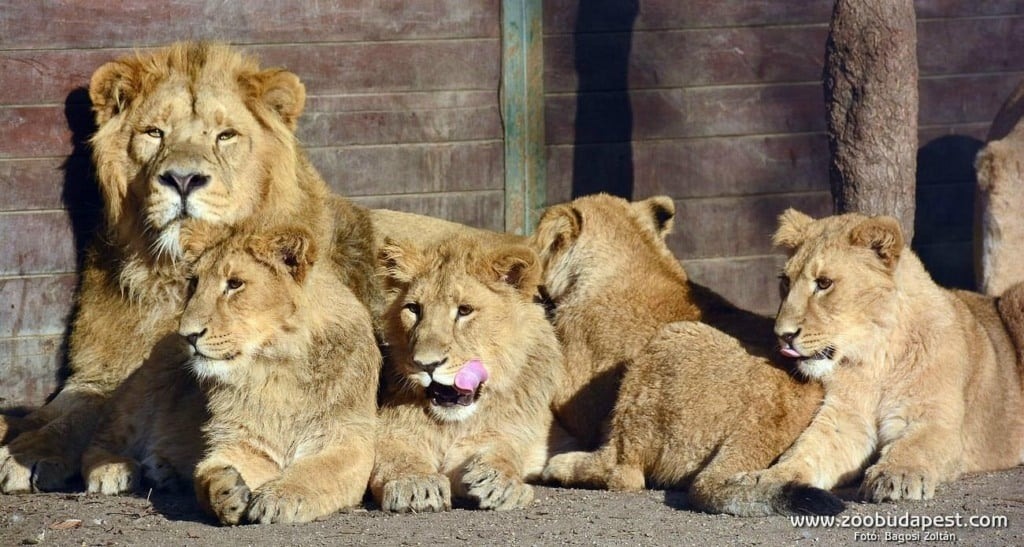 Zoológico de Budapeste