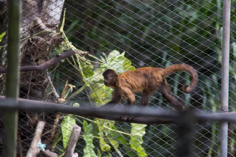 Espécies do Zoológico Sargento Prata