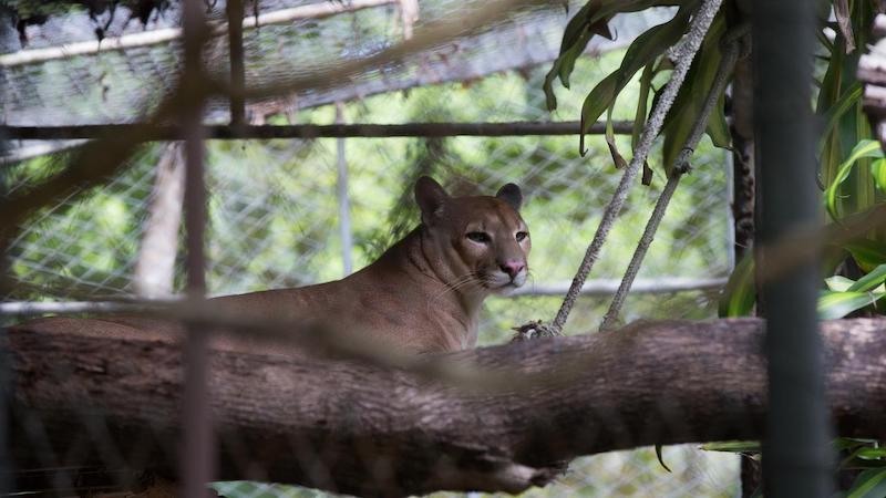 Onça do Zoológico Sargento Prata