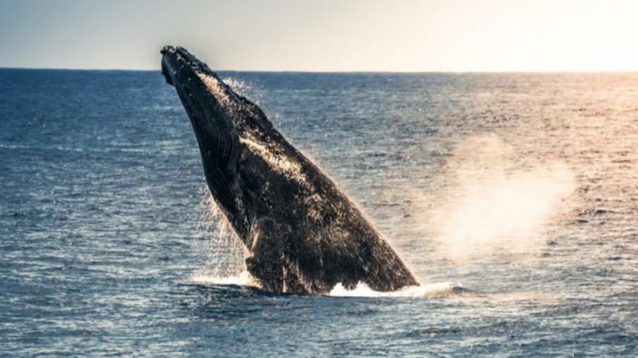 Onde ver baleias-jubarte no Havaí