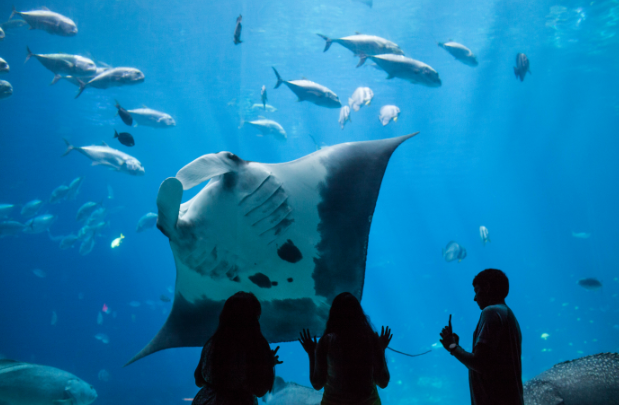 Georgia Aquarium