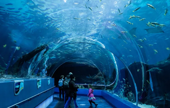 Georgia Aquarium