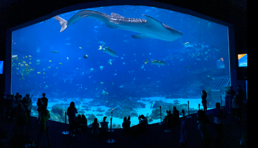 Georgia Aquarium