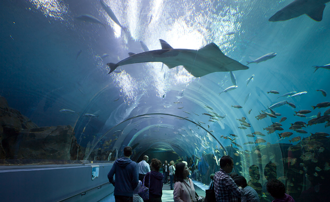 Georgia Aquarium