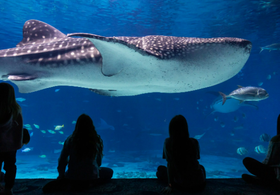 Georgia Aquarium