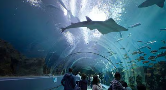 Georgia Aquarium