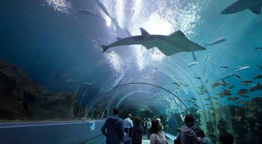 Georgia Aquarium